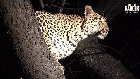 Incredible Leopard Interactions At Night