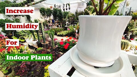 Humidity for plants | How to increase humidity for indoor plants?