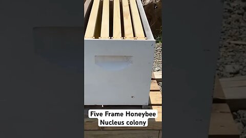 Honeybee 5 frame nuc 🍯🐝 #shorts