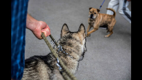 Make Dog Fully Aggressive With Few Simple Tips and tricks