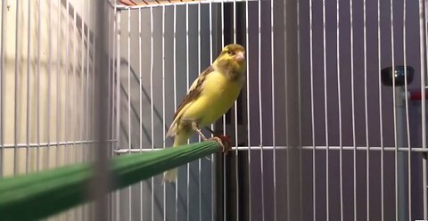 canary singing birds sound at it s best