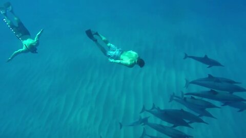 Dolphins from Above and Below