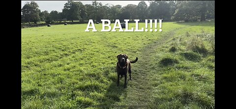 Chocolate Labrador Fetch