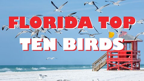 Top 10 Most Interesting Birds in Florida