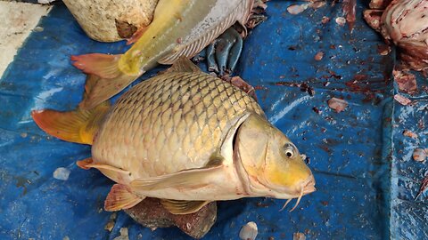 Big Gollden Color Karfu Carp Fish Cutting Video