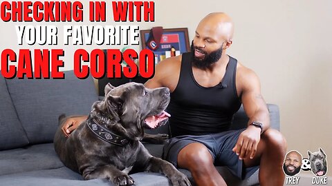 Checking In With Your Favorite Cane Corso!