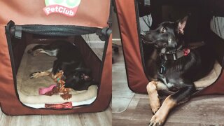 Dog Chewed Soft Crate - Repairing the Mesh Door