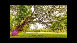 Sounds of Nature and Tibetan Bowls | Sound Healing | Nature in Harmony