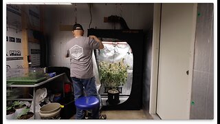 Spider Farmer SF2000 LED 2x4 Grow Tent - Harvest GG4xBC Fem Seeds & Reset For Next Fem Seed Run