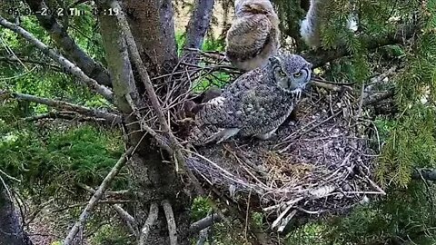 Ellis Bird Farm-Owlets Branch as Mom Returns 🦉 6/2/22 17:15