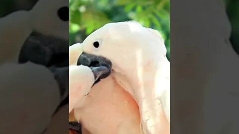 Love birds, Funny cute pets lovers, #Shorts #lovebird #lovebirds #birds