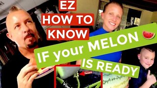 EZ How To HARVEST Knowing your waterMELON 🍉 is RIPE! #video #viral #tiktok