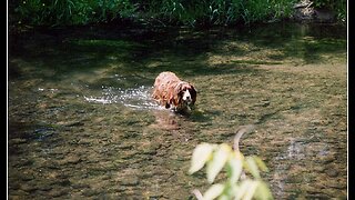 Study: Dogs Can Associate Words With Objects. Everyone Who Owns a Dog: 'Well, Duh.'