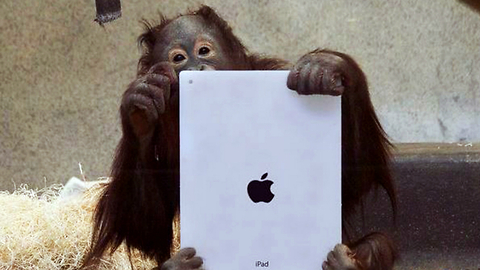 Orangutans Learn How To Use iPads