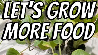 44 Fruits, Vegetables, & Herbs We WILL NOT BUY in Summer 2022!