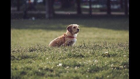 Funny animals 😄hub,funny animals club Rumbel, 🤣, funny animals dancing 💃😄, funny animals fighting 😄