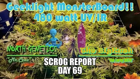 "Feeling Scroggy" S2 EP11 / #Geeklight LED / #NorthGenetics👽 Mr.Cruz / #TheBigKush 🏄‍♂️ Leroy Bx75