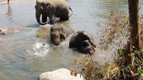 Chiang Mai Baby Elephant wants to play!