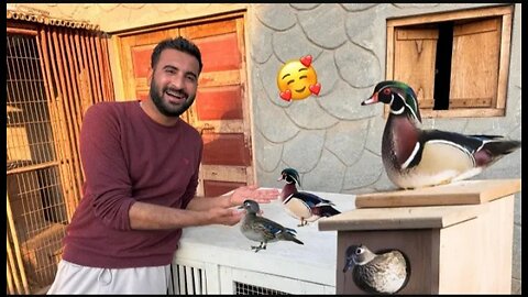 Surprise Revealed Kar diya Kitna Piara Bird Hai 😍