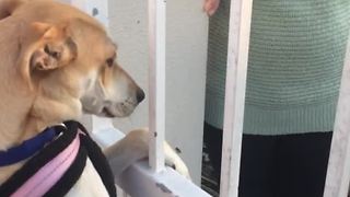 Dog Refuses To Leave Its Best Friend Behind