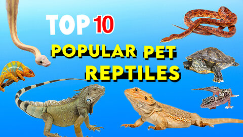 Top 10 popular pet Reptiles
