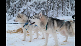 Husky Dogs Sledding in Fairbanks, Alaska