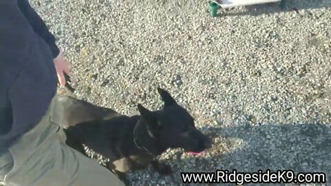 Aggressive Dog Rehabilitation / Training Through Distraction