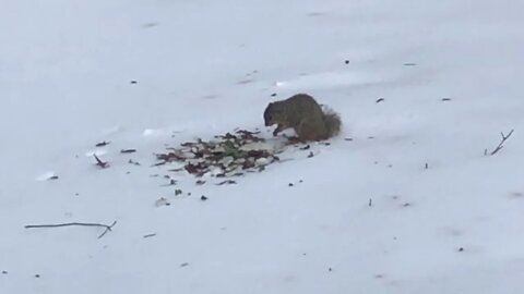 Squirrel digs through snow to get acorns