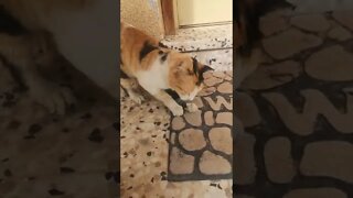 Funny Cat Scratching Mat - Cute Cat Video 2022