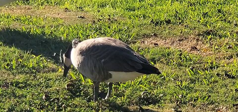 Goose Grazing