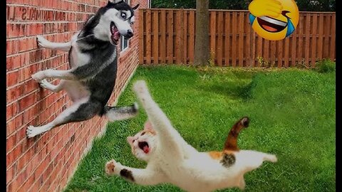 🤣🤣🤣Funny Dogs and Cats Videos 2024- Best Funniest Animal Vidoes of the week #12
