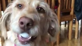 Stubborn Puppy Refuses To Give Egg Back After Challenge