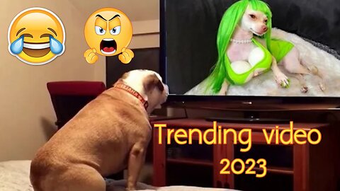 The Funniest Dogs Videos Ever - Funniest Animals 2023 🐶🤣😱I Pets Island