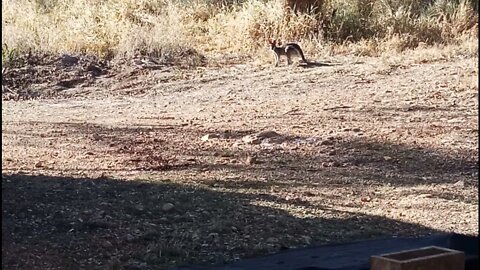 Rock Wallabies, first time we have seen them on our property 20th November 2021