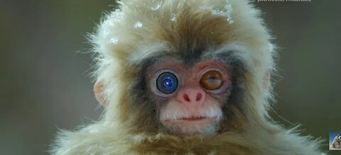 Robot Spy Macaque films the bathing rituals of snow monkeys.