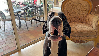 Funny Great Dane Tries To Use Her Indoor Voice Chatting With The Cat