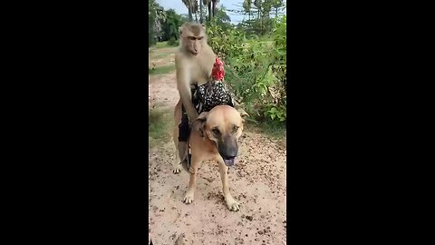 monkey, hen and dog