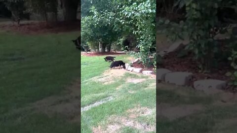 3 puppies playing together on the grass 😁