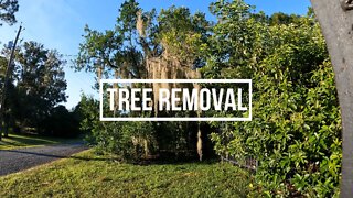 One Man Tree Removal in Florida Landscape