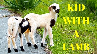 Kid playing with lamb|kid playing