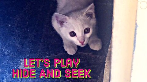Cute kitten wants to play hide and seek with me so cute🥰🥰