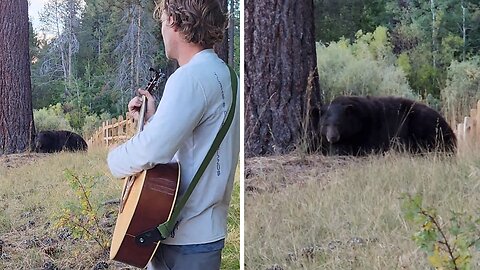Bear Incredibly Falls Asleep To The Sound Of The Guitar