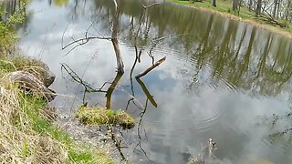 Pond fishing the Grassy meadow pond