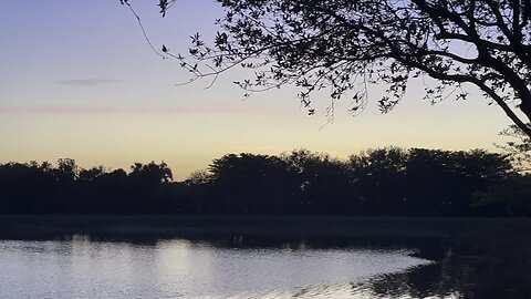 Birdy Gator Sunrise In Paradise (Widescreen) #Sunrise #4KVideo #DolbyVisionHDR