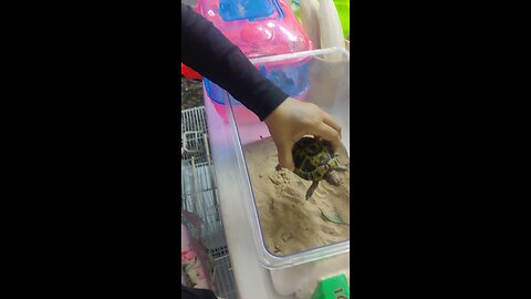 Dancing Tortoise 🐢