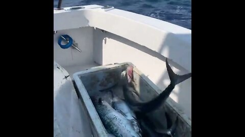 King mackerel caught on the Florida Deep sea