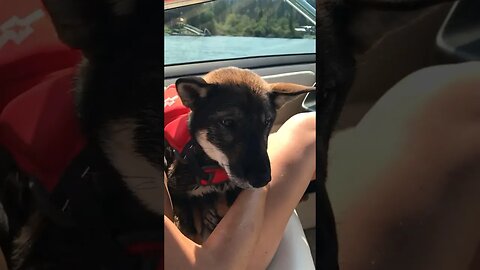 Shikoku puppy TERRIFIED on first boat ride. Zara hates boats.