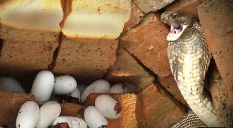 25 साल पुरानी नागिन इतने सारे अंडे देकर क...छुपी हुई थी, आखिर कैसे रेस्क्यू किया गया।😱 Cobra egg