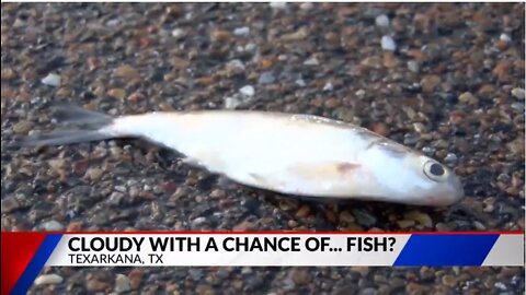 Texas Witnesses a Rare Weather Phenomenon called "Fish Rain"