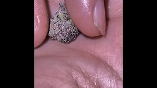 Forbidden Fruit <3 | Weed Review